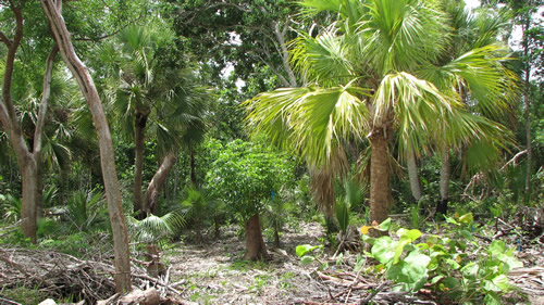 coppice in the bahamas